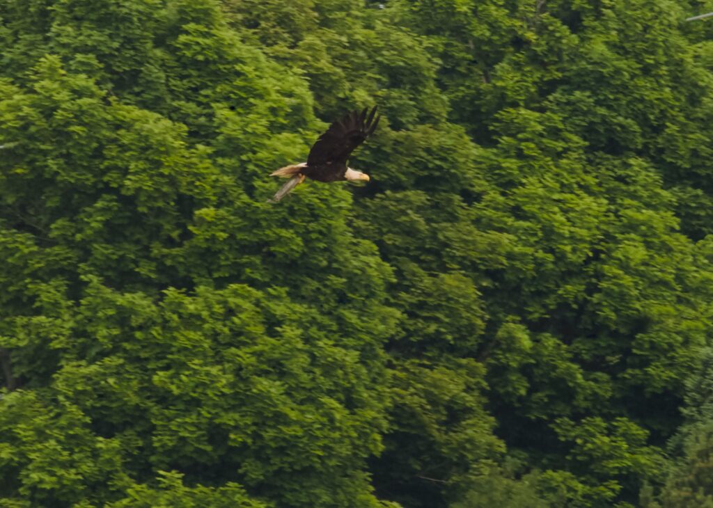 A bald eagle flies in front of a dense green forest.