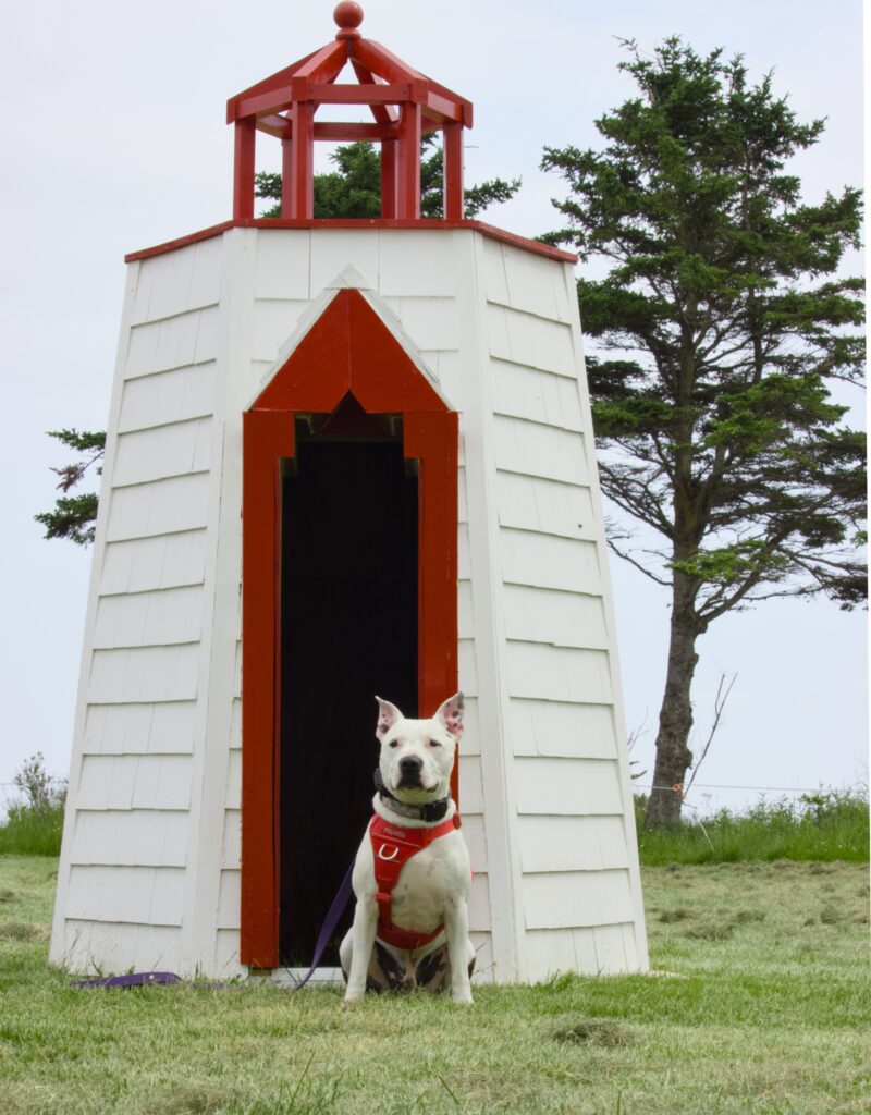 A dog looks through the doorway of a small coastal lighthouse.