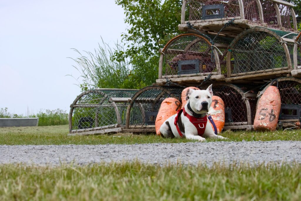 A dog sits beside stacked lobster traps near the shore.